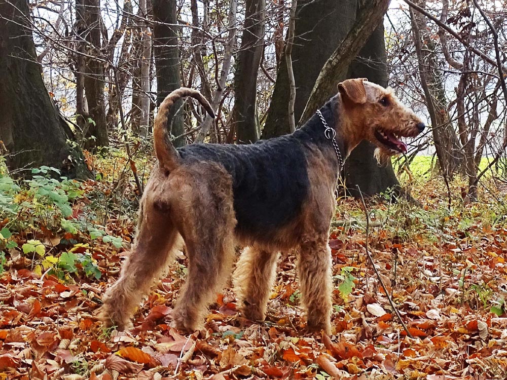 Airedale Terrier Welpenmutter 2022