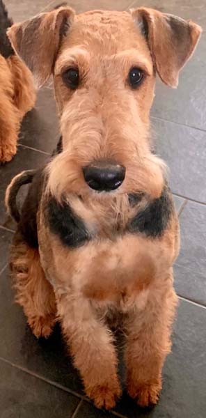 Airedale Terrier Welpenmutter 2023