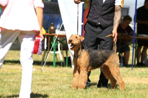 Airedale Gusti
