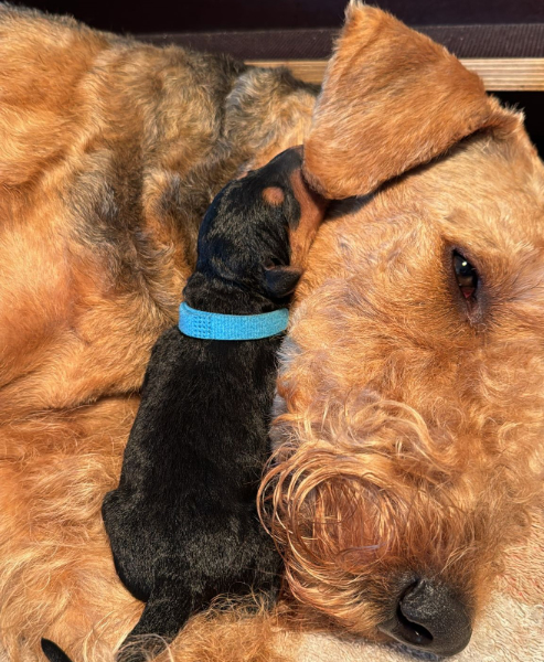 Airedale Gusti