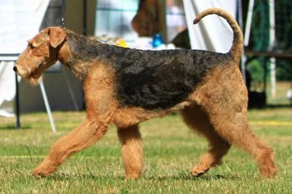 Airedale Gusti