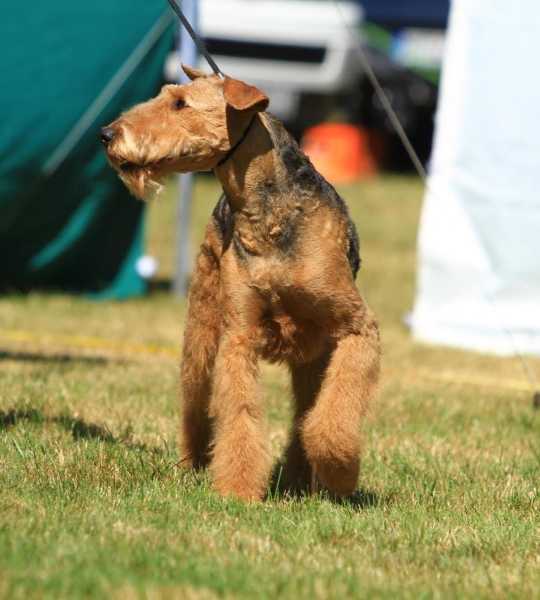 Airedale Gusti
