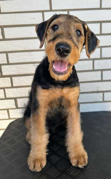 Airedale Terrier