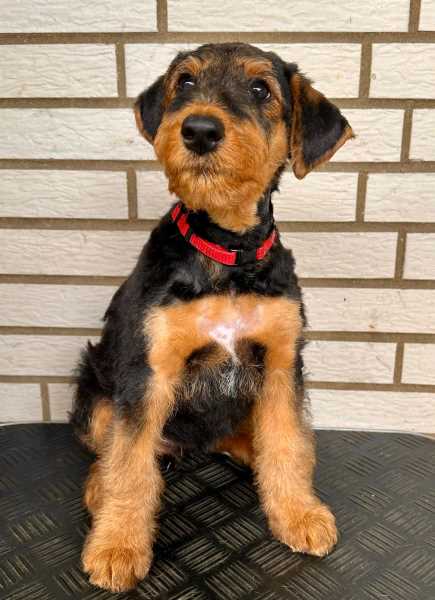 Airedale Terrier