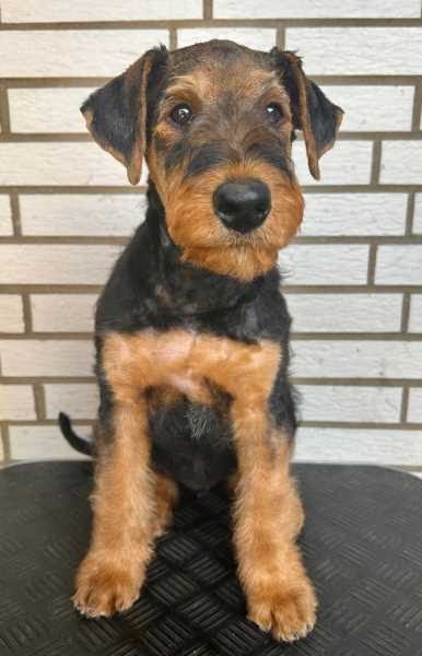 Airedale Terrier