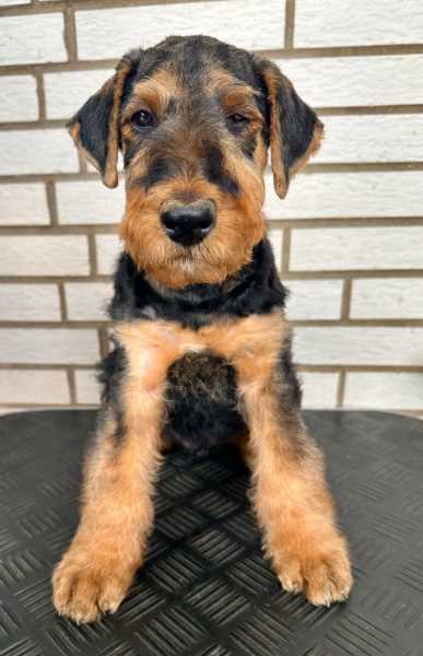 Airedale Terrier