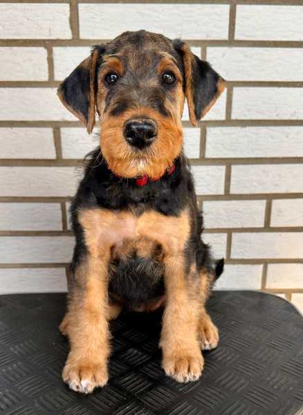 Airedale Terrier