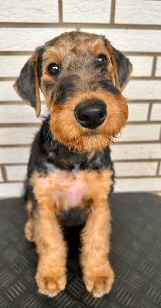 Airedale Terrier